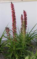 گل گاوزبان ایرانی